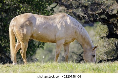 White Horse Grazing In The Meadow. Los Altos Hills, California, USA.