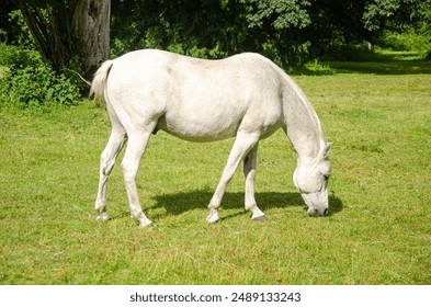 White horse grazing in a meadow with mountains in the background - Powered by Shutterstock