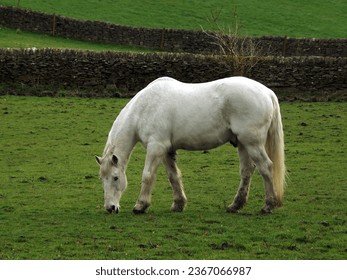 A white horse grazing on grass in a field in the Peak District, Derbyshire, UK.  Stone walls visible in the background.  February 2017. - Shutterstock ID 2367066987