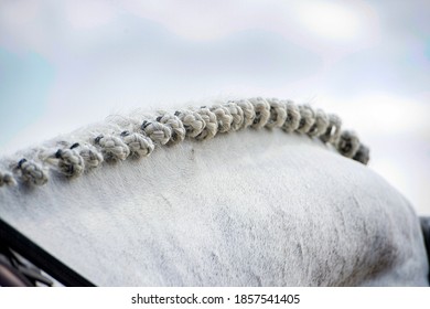 White Horse Hair Close Up