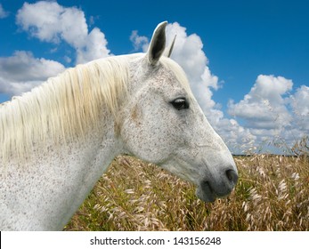 White Horse Head