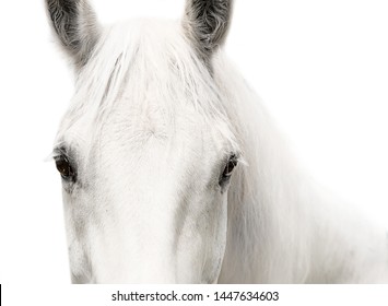 White horse head eyes white background