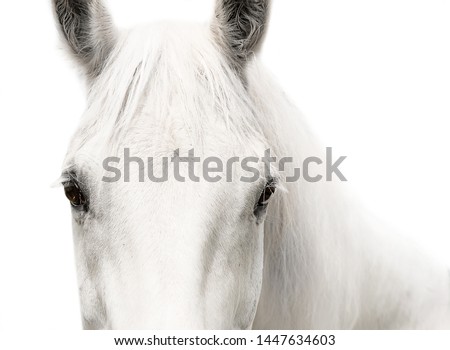 White horse head eyes white background
