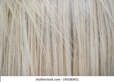 White Horse High Detailed Hair Texture