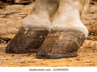 White Horse Hooves, Coronet And Fetlock