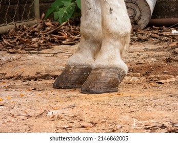 White Horse Hooves, Coronet And Fetlock