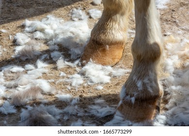 White Horse Hooves Covered By Hair During Shearing. Farm Acttivities Concept