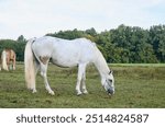 white horse, white horse, horse. horses on green grass in a field