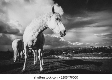 White Horse Ireland Stock Photo 1205479000 | Shutterstock