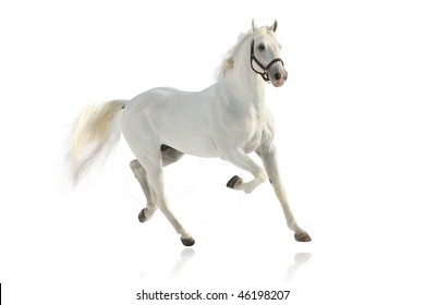 White Horse Isolated