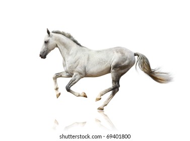 White Horse Isolated