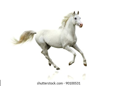 White Horse Isolated