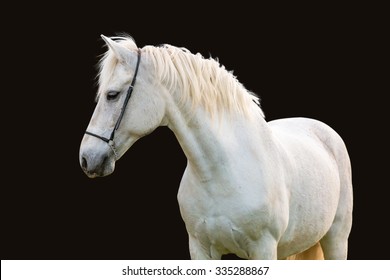 White Horse Isolated On Black Background.