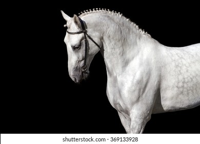 White horse isolated on black background