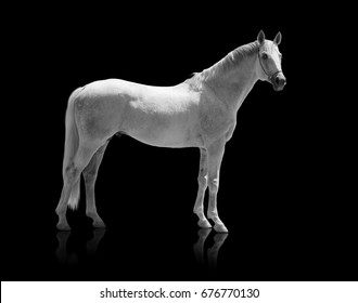 white horse isolated of on the black background
