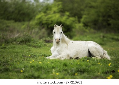 White horse laying down in a field