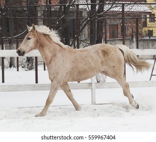 white horse with light mane and tail walks in the paddock on the snow near the white fence