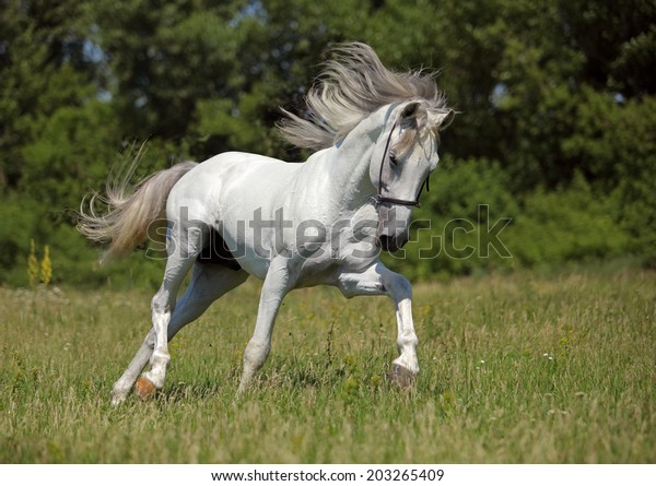 White Horse Long Mane Field Stock Photo 203265409 | Shutterstock