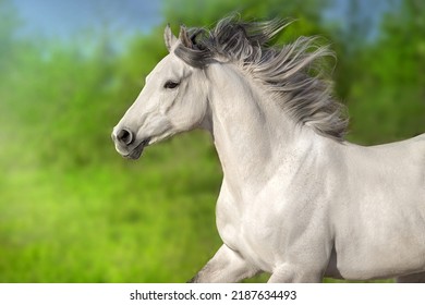White horse with long mane portrait in motion