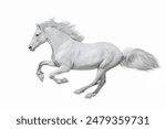 White  horse with long mane run free gallop isolated on white