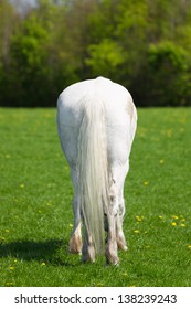 White horse with a long tail from behind on a green field
