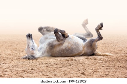 A white horse lying down on the sand. Obedience. Equestrian Sport. Horse show. Training. Beautiful horse