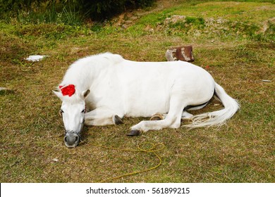A white horse lying down on the grassland. Local livestock in Asia.
