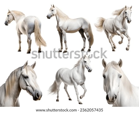 White horse, many angles and view portrait side back head shot isolated on white background cutout file