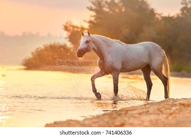 Cheval Blanc Galop Images Stock Photos Vectors Shutterstock