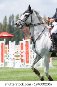 White Horse Mouth Open Close-up With Bridle And Riders Hands