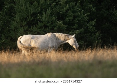the white horse next to the forest
