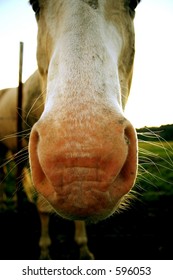 White horse nose on a farm