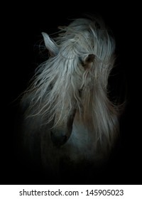 white horse on black
