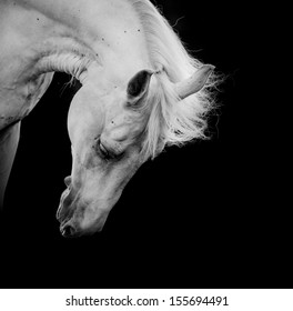 white horse on a black