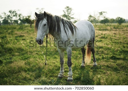 Similar – sunset with Two horses in a meadow