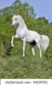 White Horse On Hill