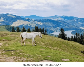 a white horse on a meadow with green grass, in the background a lake and rustic villages - Powered by Shutterstock