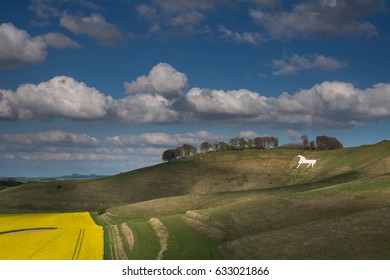 White Horse On Wiltshire Hillside
