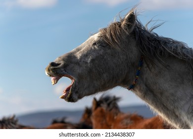 White Horse Open Mouth Showing Teeth Stock Photo 2134438307 | Shutterstock