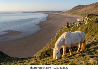 White Horse Overlooking Rhossili Bay Beach, Gower Peninsula, South Wales, UK. No People, Warm Sunset