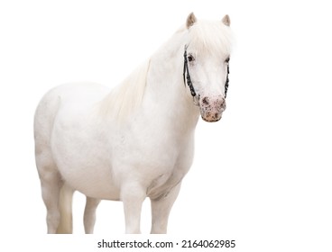 32,424 White wild pony Images, Stock Photos & Vectors | Shutterstock