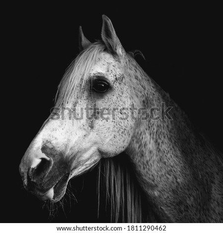 Similar – Image, Stock Photo Look me in the eyes mare.