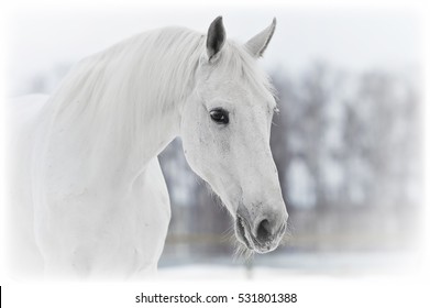 White Horse Portrait Close Up In Winter