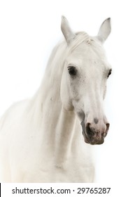 White Horse Portrait Isolated On White