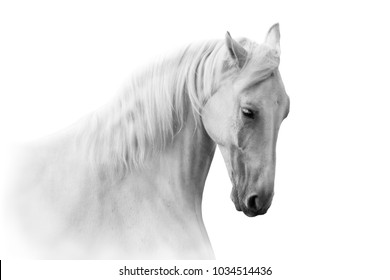 White horse portrait in motion isolated on white
