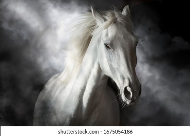 White horse portrait in motion isolated on black