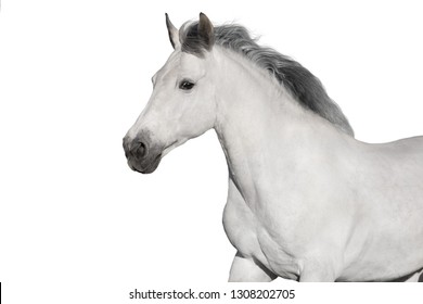 White  horse portrait on white background. High key image