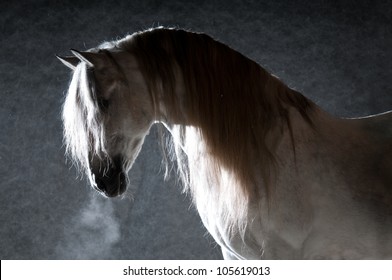 White horse portrait on the dark background