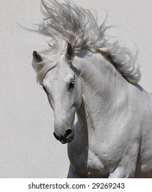 white horse portrait on the gray background