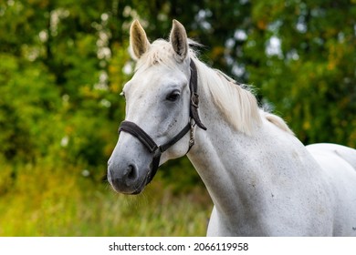 Weißes Pferd auf grünem Waldhintergrund. Pferdeschild